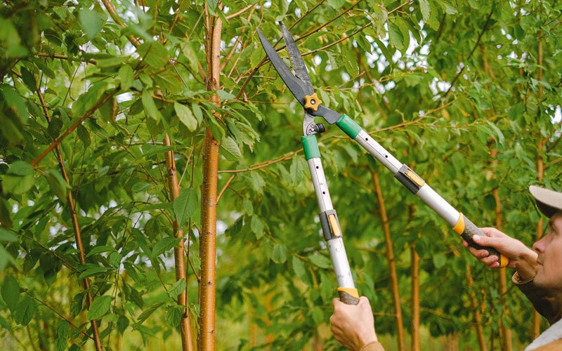 Tree trimming in Roseboro, NC